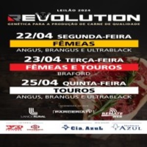 Leilão Virtual Revolution - Touros